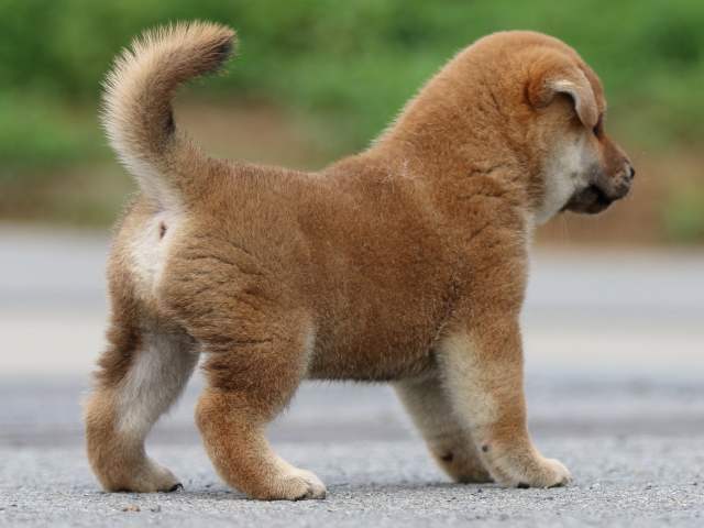 FP5A6737-puppy FP5A6737-puppy