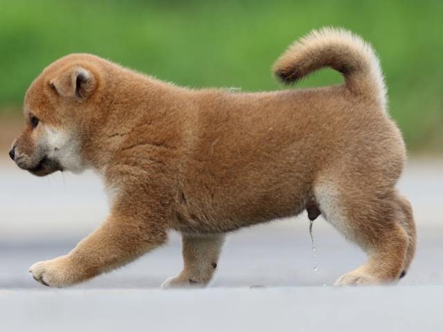 FP5A6749-puppy FP5A6749-puppy