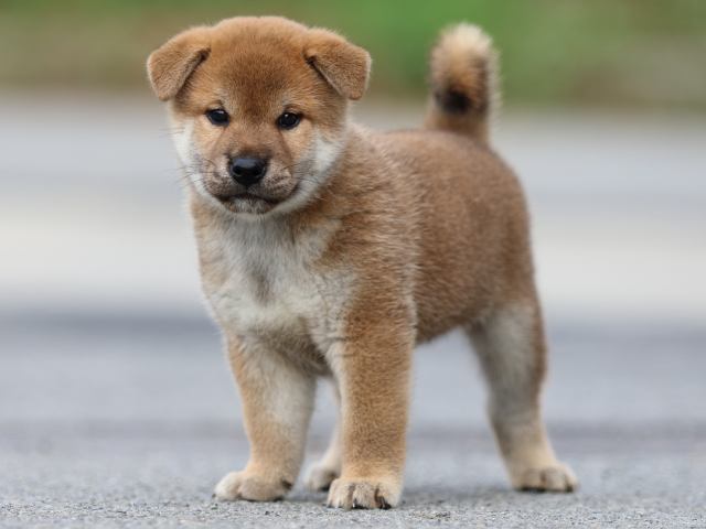 FP5A6813-puppy FP5A6813-puppy
