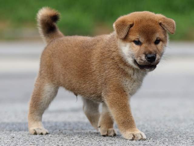 FP5A6880-puppy FP5A6880-puppy