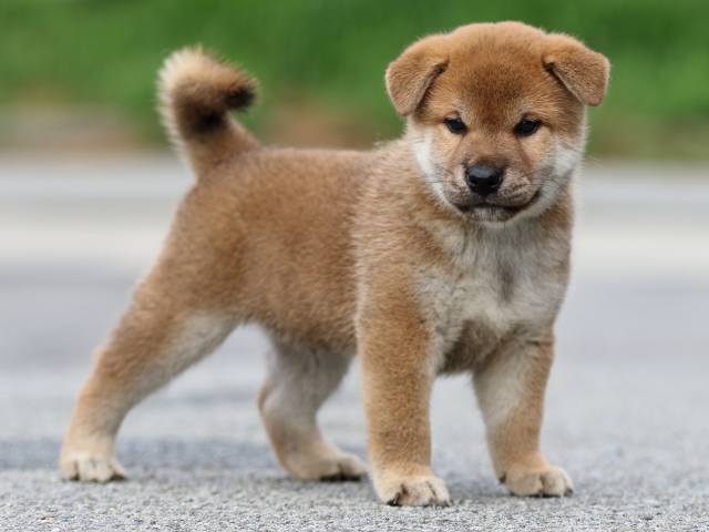 FP5A6892-puppy FP5A6892-puppy