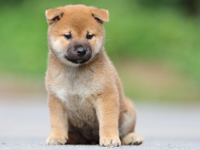 FP5A6920-puppy FP5A6920-puppy