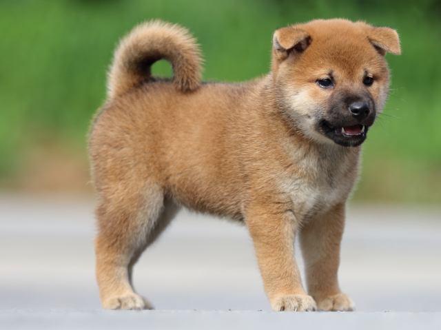 FP5A6944-puppy FP5A6944-puppy