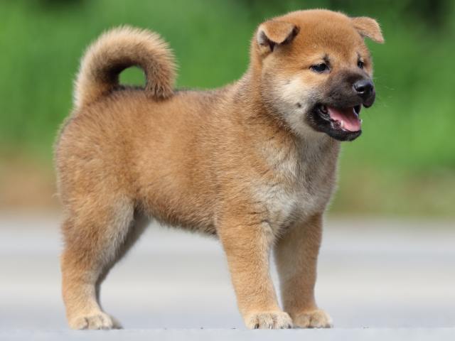 FP5A6945-puppy FP5A6945-puppy