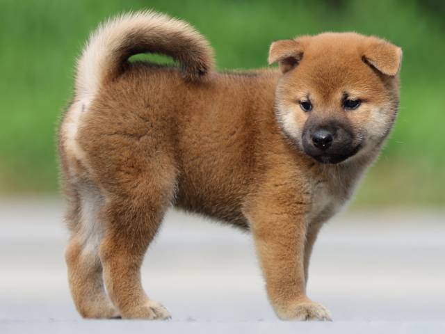 FP5A6953-puppy FP5A6953-puppy