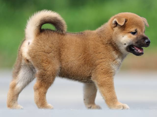 FP5A6966-puppy FP5A6966-puppy