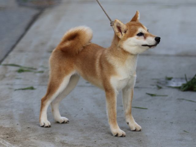 FP5A7038-puppy FP5A7038-puppy