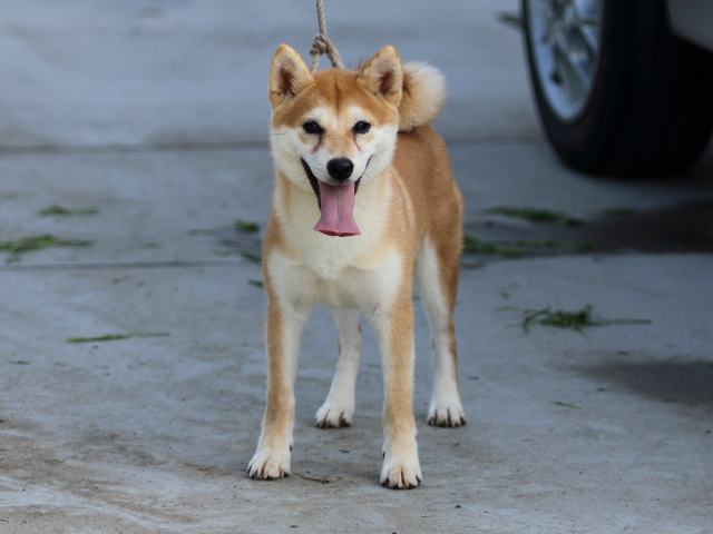 FP5A7058-puppy FP5A7058-puppy