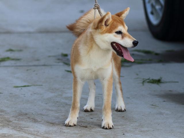 FP5A7063-puppy FP5A7063-puppy