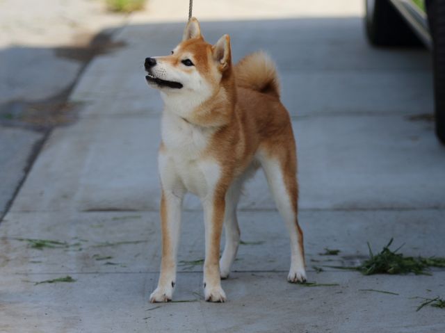FP5A7115-puppy FP5A7115-puppy