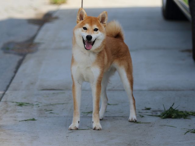 FP5A7130-puppy FP5A7130-puppy