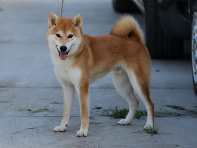 FP5A7140-puppy FP5A7140-puppy