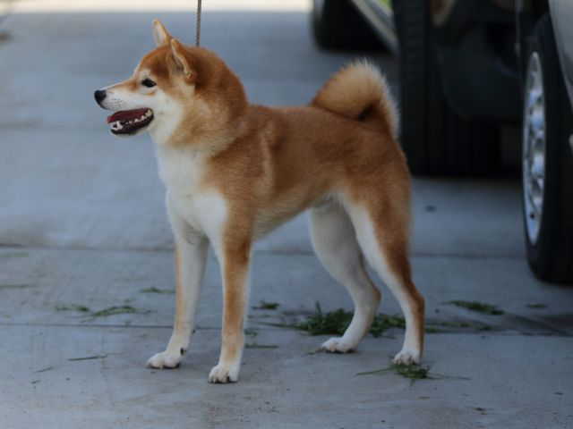 FP5A7145-puppy FP5A7145-puppy