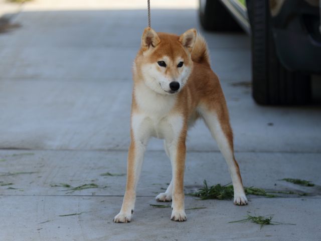 FP5A7154-puppy FP5A7154-puppy