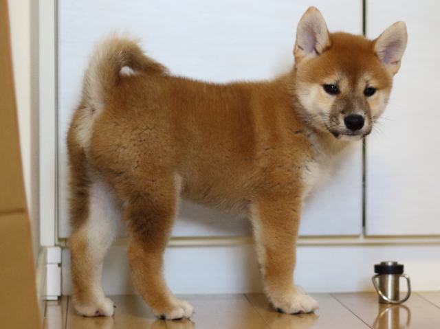 FP5A8905-puppy FP5A8905-puppy