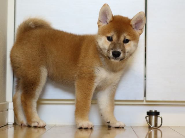 FP5A8927-puppy FP5A8927-puppy