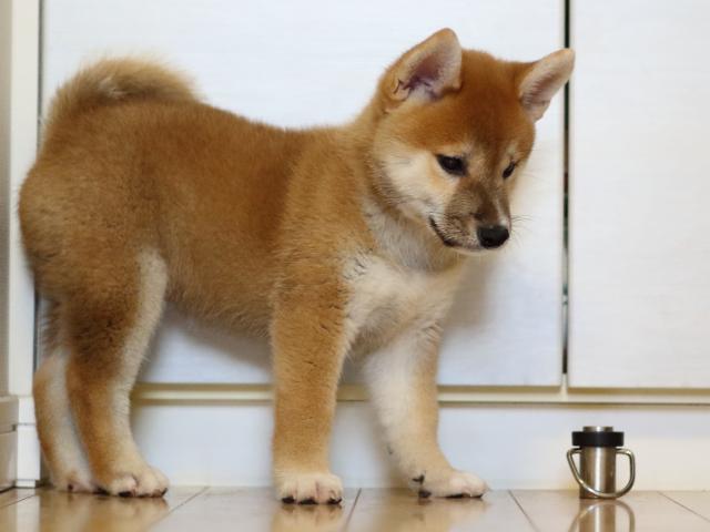 FP5A8928-puppy FP5A8928-puppy