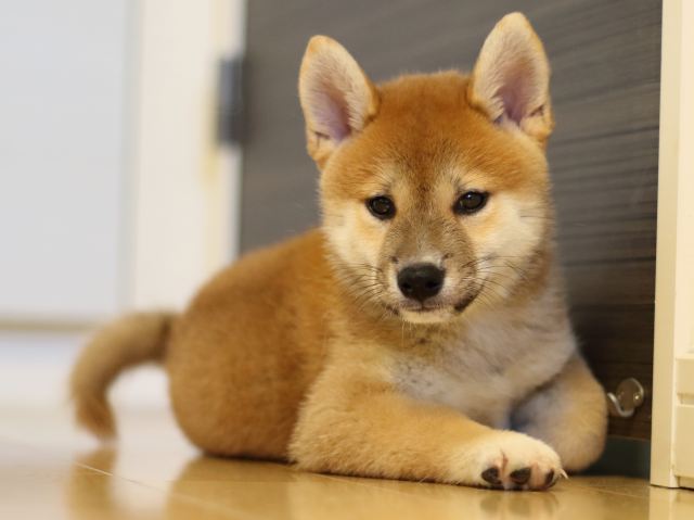 FP5A8939-puppy FP5A8939-puppy