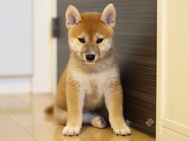 FP5A8952-puppy FP5A8952-puppy
