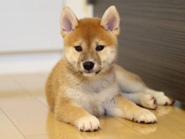 FP5A8958-puppy FP5A8958-puppy