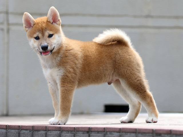 FP5A9415-puppy FP5A9415-puppy