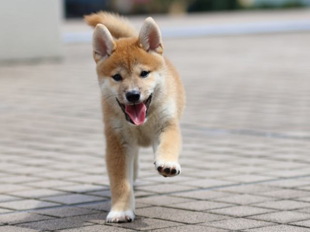 FP5A9432-puppy FP5A9432-puppy