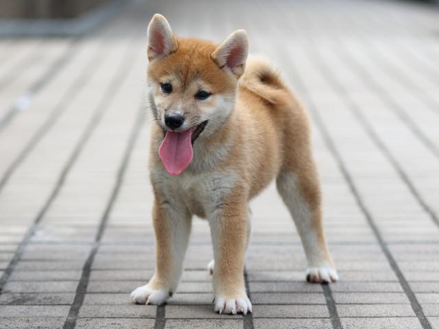 FP5A9447-puppy FP5A9447-puppy