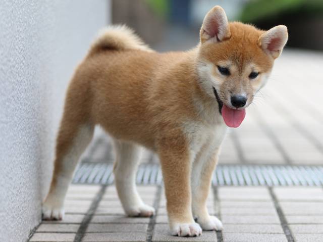 FP5A9473-puppy FP5A9473-puppy
