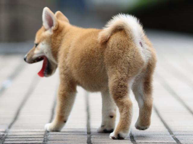 FP5A9497-puppy FP5A9497-puppy