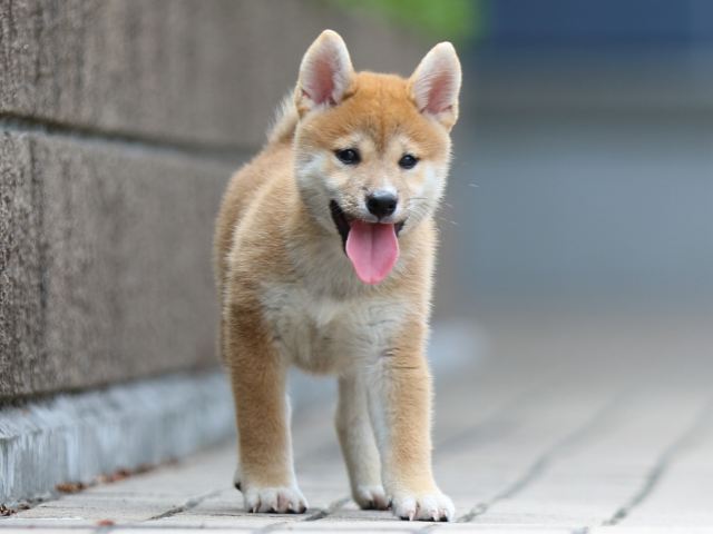 FP5A9512-puppy FP5A9512-puppy
