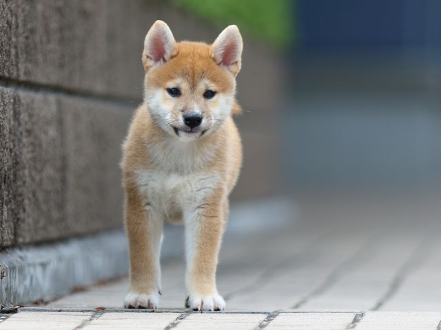 FP5A9524-puppy FP5A9524-puppy