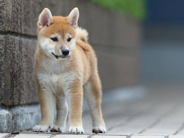 FP5A9542-puppy FP5A9542-puppy
