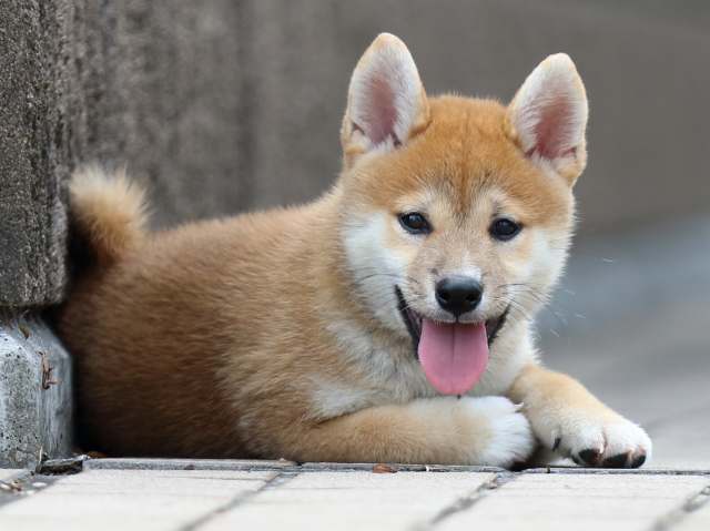 FP5A9575-puppy FP5A9575-puppy