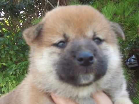 aka-mesu-puppy aka-mesu-puppy