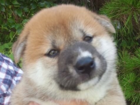 aka-osu-puppy aka-osu-puppy