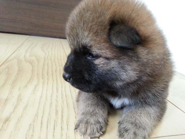 20160904_143616-puppy 20160904_143616-puppy