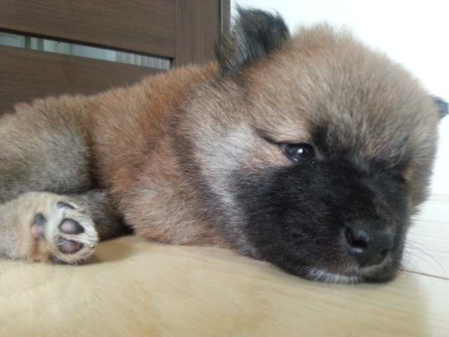 20160914_134119-puppy 20160914_134119-puppy