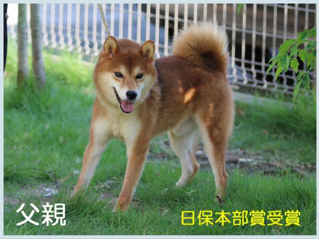 武の竜市号 武の竜市号