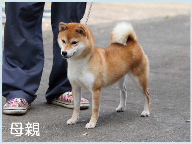 野州之胡胡号 野州之胡胡号