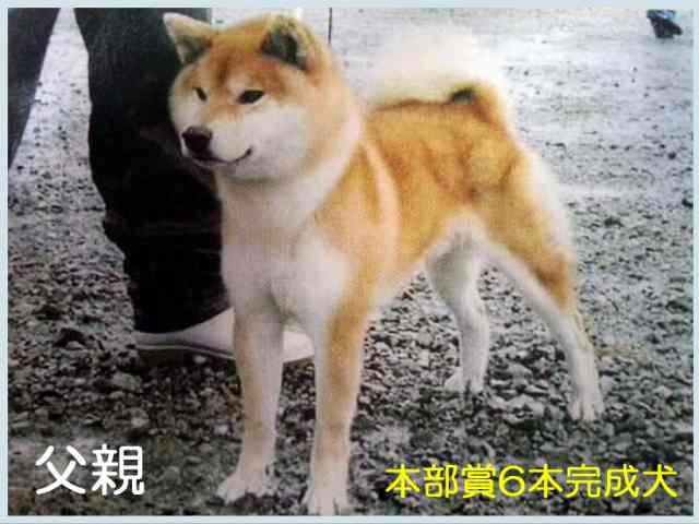 %e9%be%8d%e9%96%80%e3%81%ae%e7%b4%85%e8%b1%8a%e5%8f%b7 %e9%be%8d%e9%96%80%e3%81%ae%e7%b4%85%e8%b1%8a%e5%8f%b7