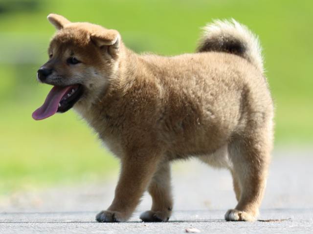 fp5a0034-puppy fp5a0034-puppy