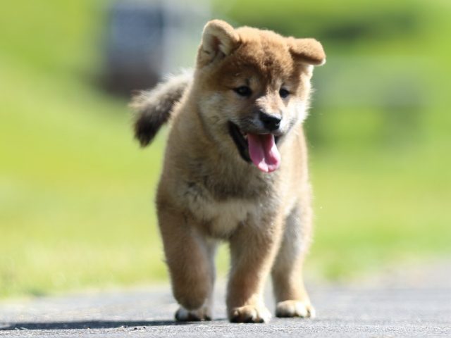 fp5a0041-puppy fp5a0041-puppy