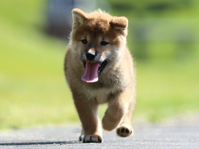 fp5a0044-puppy fp5a0044-puppy