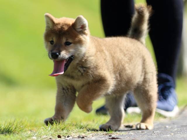 fp5a0053-puppy fp5a0053-puppy