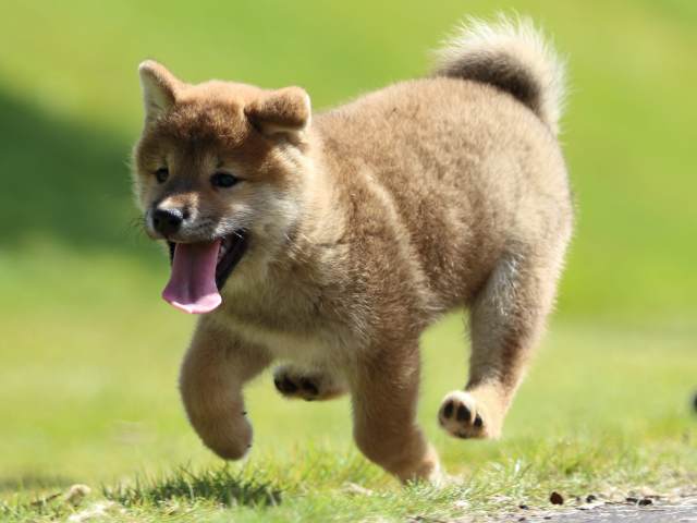 fp5a0055-puppy fp5a0055-puppy