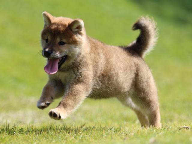 fp5a0075-puppy fp5a0075-puppy