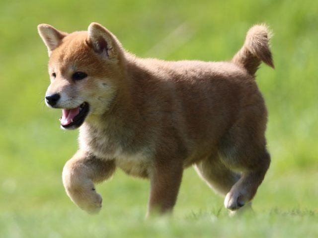 fp5a0127-puppy fp5a0127-puppy