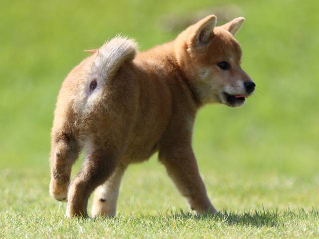 fp5a0175-puppy fp5a0175-puppy