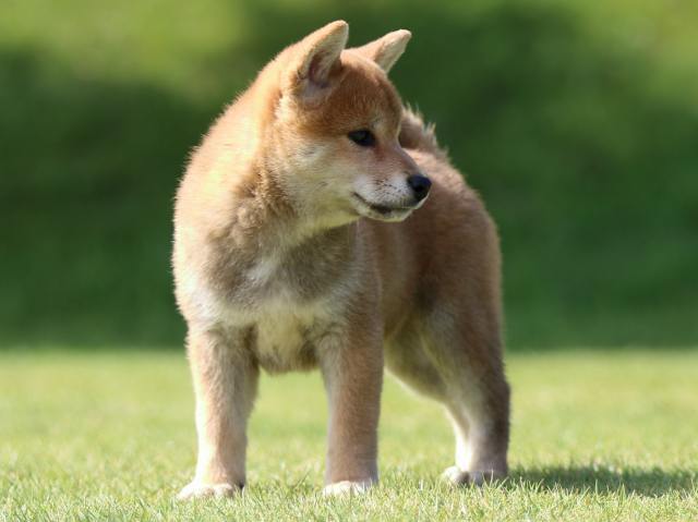 fp5a0186-puppy fp5a0186-puppy