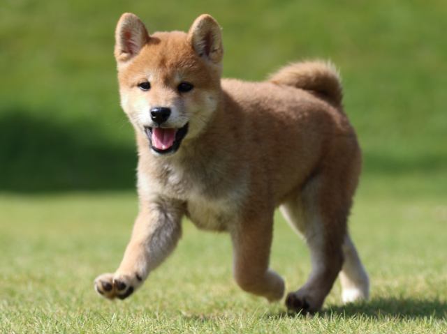 fp5a0212-puppy fp5a0212-puppy